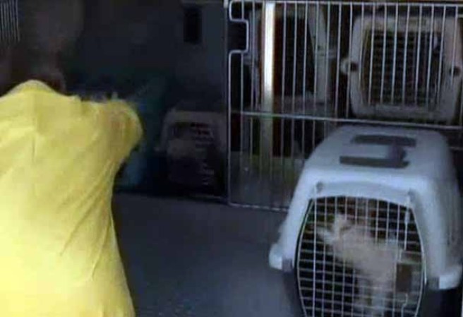 Oficiales del poblado de Brookhaven dijeron que los animales fueron rescatados poco a poco por una mujer en sus 70 años.
