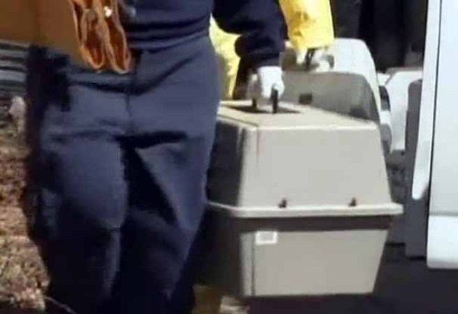 La mujer sació su casa de mascotas hasta más no poder.