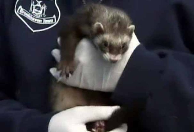 Otras especies como hurones, chinchillas, lagartos, tortugas, pájaros exóticos, ratas, entre otros, también fueron halladas dentro de la casa.