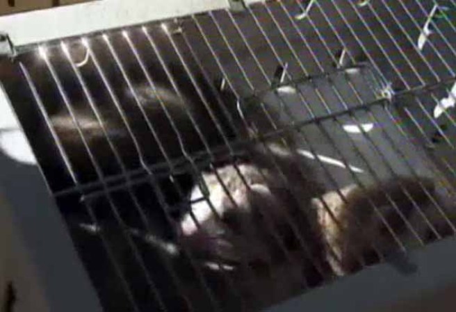 Las autoridades neoyorquinas incautaron unos 200 animales de distintas especies en una vivienda localizada en Long Island.