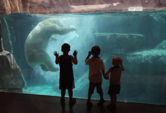 Los pequeños visitantes del zoológico disfrutan viendo al oso polar Hudson darse un refrescante baño helado.