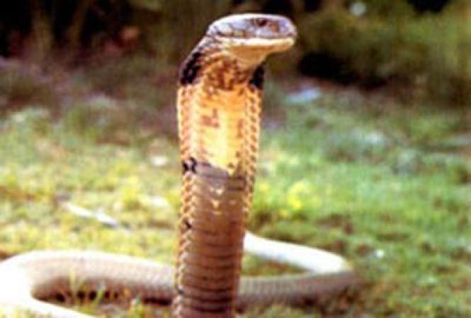 2. Las cobras asiáticas son responsables de una gran cantidad de las 50,000 muertes registradas cada año por picaduras de serpientes.