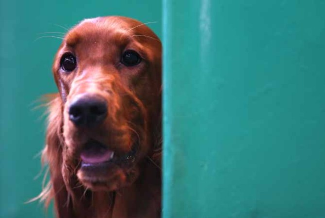 Estas mascotas están... para comérselas.