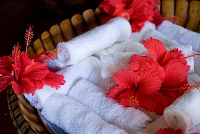 Otra variedad de hibiscos.