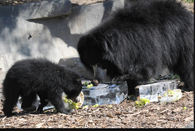 Hani, un oso perezoso de 10 años de edad, y su cachorro de 6 meses de edad, se mantienen frescos con algunas golosinas de hielo congelado.