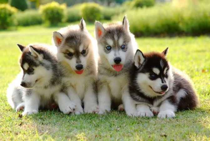 Cachorros de Husky Siberiano, esos pequeños lobitos son hermosos y cualquiera quisiera tomarlos de almohada.