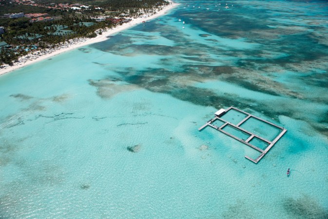 En la Isla de los Delfines, en Punta Cana, podrás estar cerca de los mamíferos marinos que dan nombre a la isla.