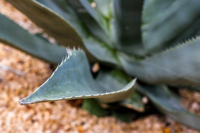 El tequila es un aguardiente elaborado a partir de la destilación del mosto fermentado que se obtiene del agave azul, variedad conocida también como tequilana Weber, dice el Consejo Regulador de Tequila.