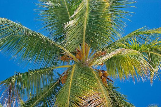 Palmera de coco.