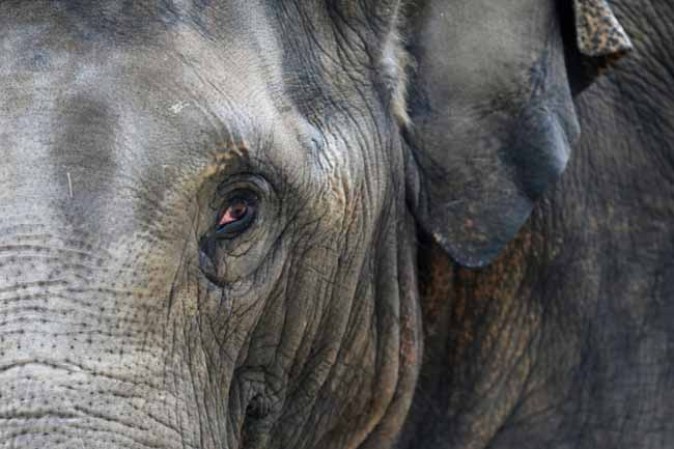 Un elefante adulto es testigo del inventarios de bebés.