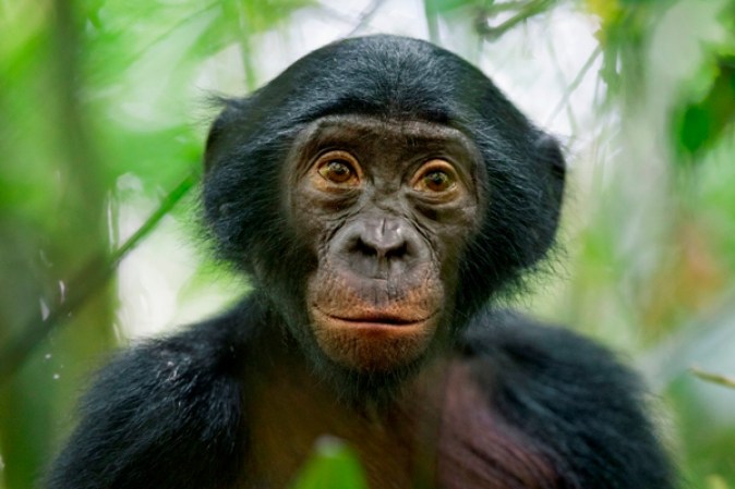 25 de enero 2013. Un bonobo de cinco años de edad cerca de la Reserva Kokolopori Bonobo, en la República Democrática del Congo. A pesar de ser los parientes vivos más cercanos de los humanos, se sabe poco acerca de los bonobos y su comportamiento en el medio natural en zonas remotas de la cuenca del Congo. Foto CHRISTIAN ZIEGLER