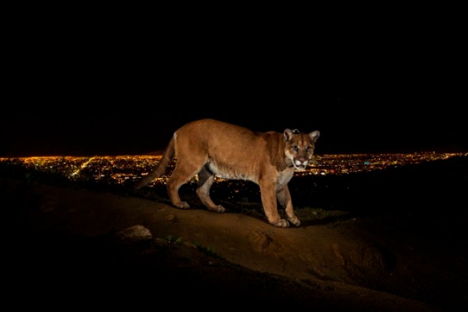 Un puma captado en el Griffith Park en Los Angeles, California. Para llegar al parque, debió cruzar dos autopistas. Los pumas son unos de los animales que más fácilmente se adaptan en el Hemisferio Occidental. Foto STEVE WINTER