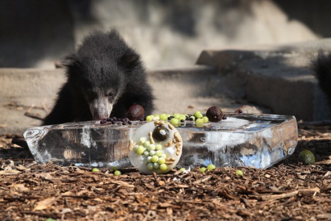 Casi del mismo tamaño, el cachorro busca como sacar la fruta del bloque de hielo.
