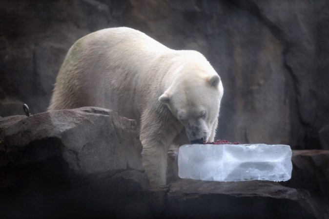 El oso polar es uno de los animales que mayores precauciones debe tomar para combatir los 90 grados de temperatura que alcanzan hoy.