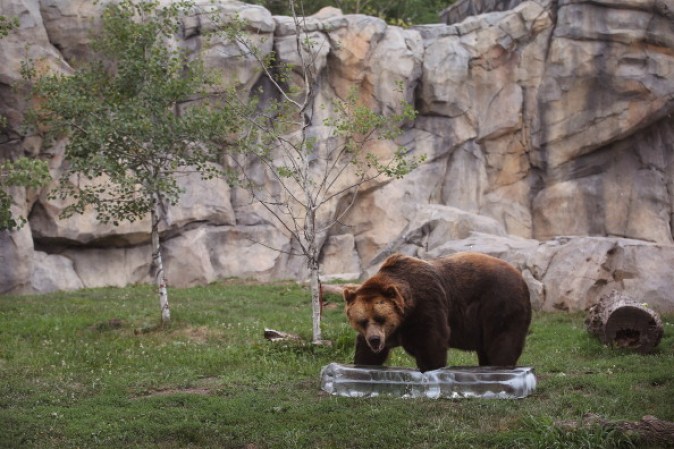 En su cautiverio en el zoo Brookfield, este oso pardo hace un parada para refrescarse con la ayuda de este bloque de hielo a su medida.