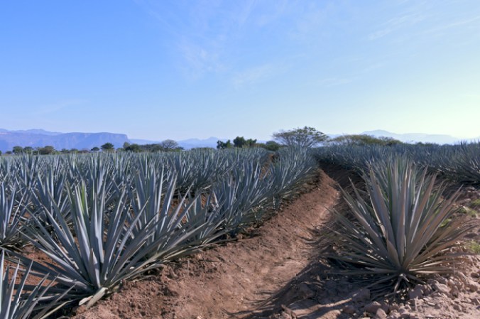El azúcar del agave de donde proviene el tequila ayuda a la digestión y por lo tanto a perder peso.
