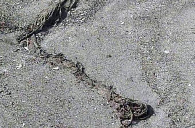 Una extraña y monstruosa especie fue encontrada zanjada a orillas de una playa en Nueva Zelanda. Algunos expertos especulan que pudiera tratarse del cuerpo de una orca asesina.