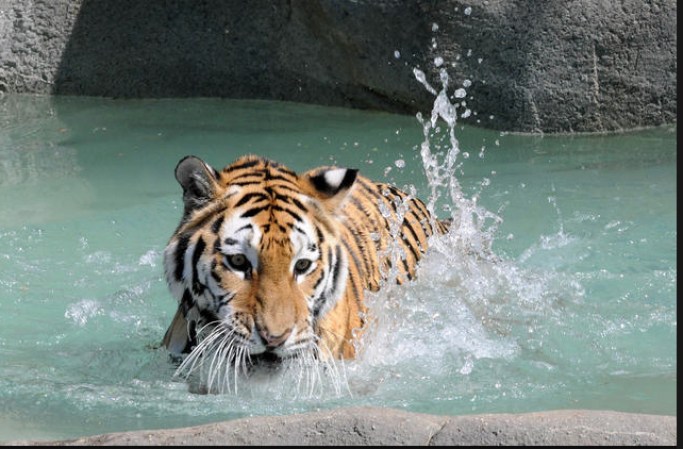 Remolino, un tigre de Amur, también ha decidido pasar el día remojado en su piscina particular.