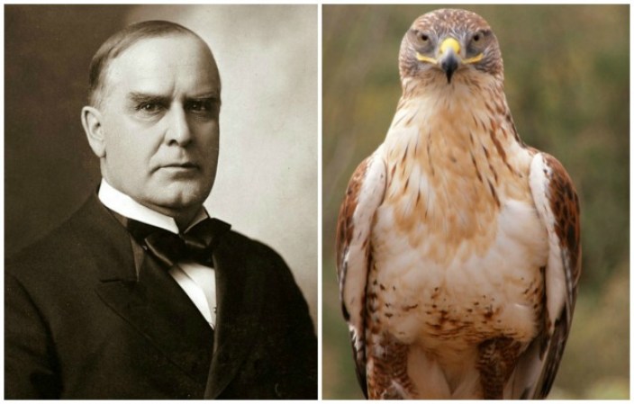La mirada penetrante del presidente William McKinley bien podría ser la de un halcón.