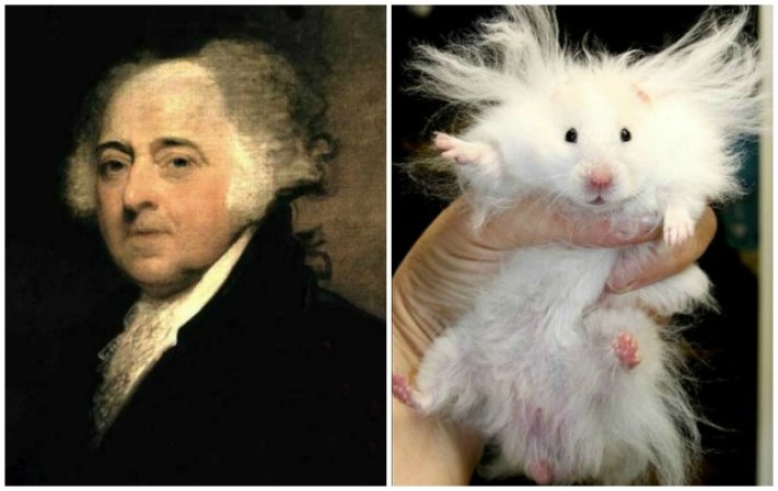 El presidente John Adams guarda cierto parecido con este hámster que tiene algunos problemas con la estática.