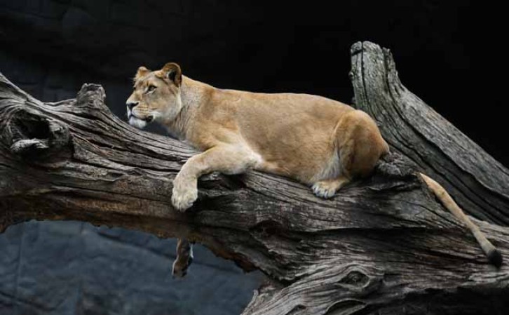 Un león descansa mientras el inventario avanza.