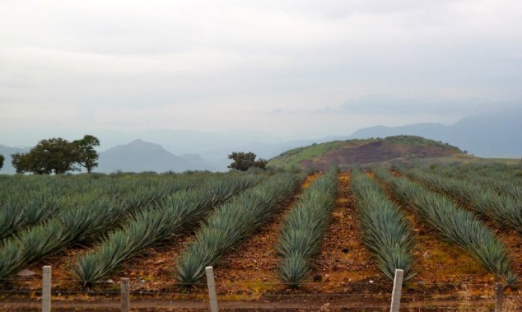 En 2006, la UNESCO declaró al paisaje agavero y antiguas instalaciones industriales de Tequila, como Patrimonio de la Humanidad.