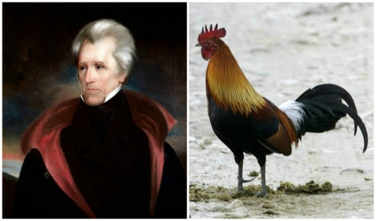 El presidente Andrew Jackson es parecido a este gallo de hermosa y bien peinada cresta.
