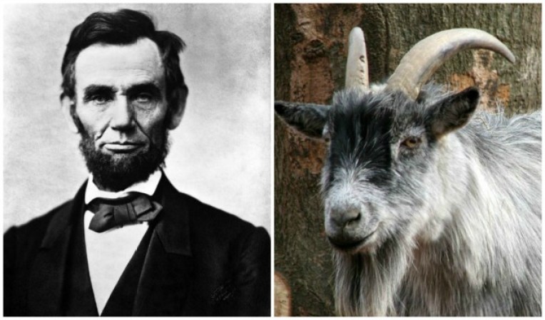 El presidente Abraham Lincoln puede ser parecido a este ejempla de cabra, que se ve amigable y sensato.