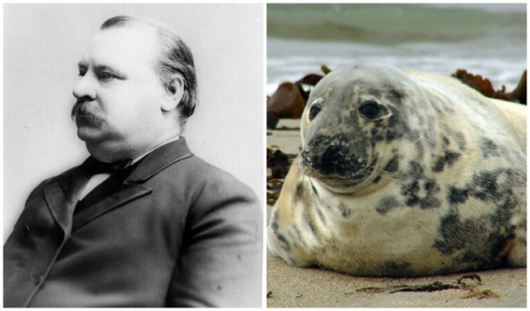 El presidente Stephen Grover Cleveland tiene ciertas similitudes con este ejemplar de nutria.
