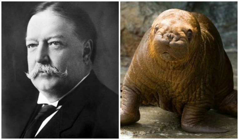 El presidente William Howard Taft tiene características que recuerdan a una morsa.