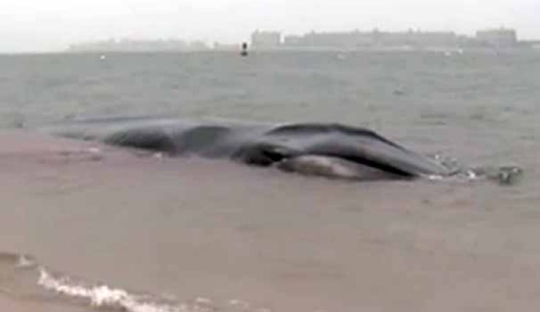 Las autoridades han comenzado un plan para extraer la ballena de la playa.