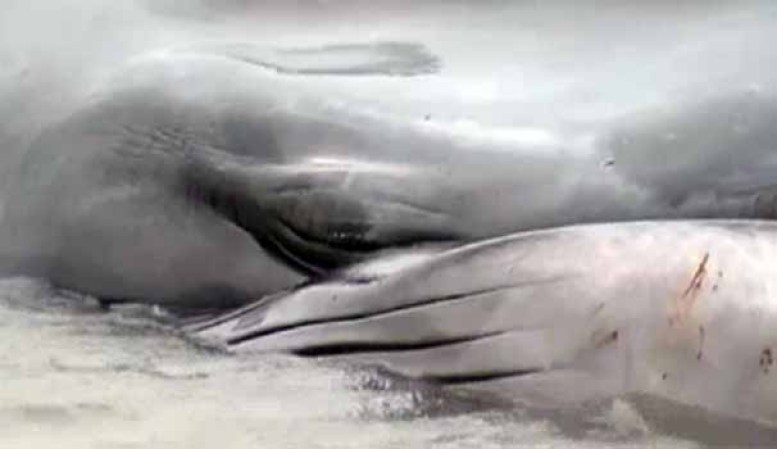 Los biólogos dicen que la ballena morirá muy pronto.