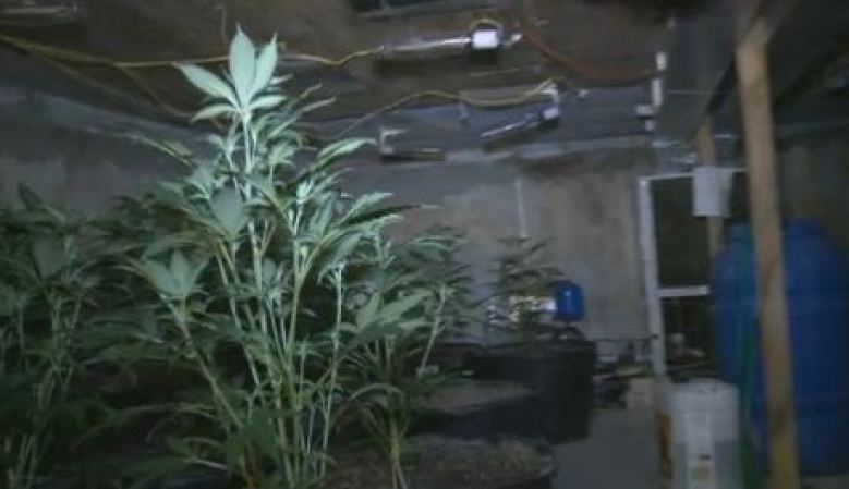 Los detectives descubrieron el lugar cuando se acercaron a un vehículo que se detuvo afuera con un fuerte olor a marihuana y vieron varias bolsas de marihuana en el interior.