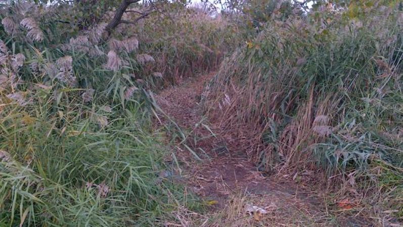 Más tarde, los oficiales recorrieron el campo de cultivo a pie y encontraron cientos de plantas de marihuana en un terreno descrito por la policía como "de dos campos de fútbol", refiriéndose al tamaño.