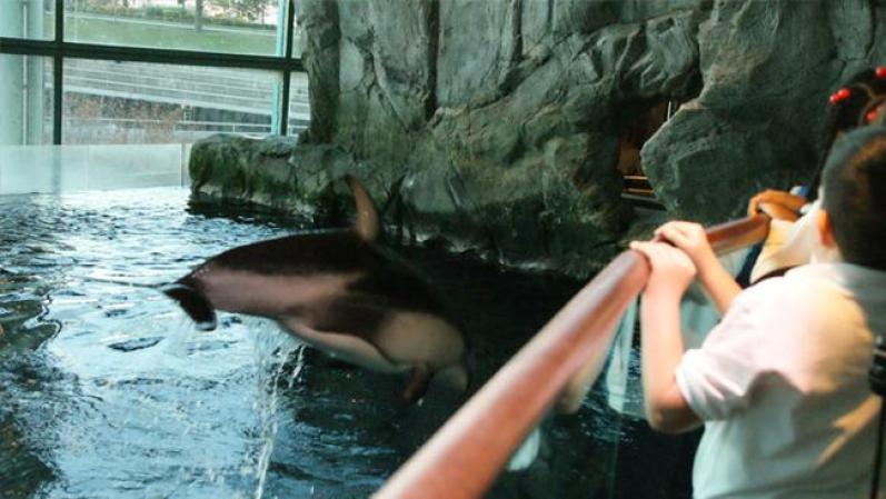 El Shedd Aquarium seleccionó una lista de posibles nombres para la cría y pidió que la gente votara por su nombre favorito.