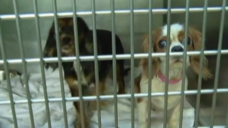 Los perros rescatados en Flower Mound están siendo alojados en un refugio de animales de esa ciudad.
