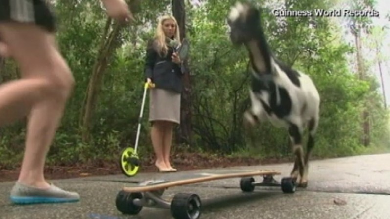 En Estado Unidos, una intrépida cabra registró un record mundial, siendo la que ha recorrido una mayor distancia en patineta.