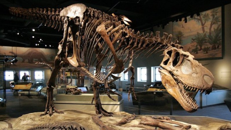 Los museos y zoos de Chicago son parte fundamental de su oferta cultural. Toma nota y no te pierdas estos espectaculares paseos. Como por ejemplo el Field Museum of Natural History: un paseo que te dejará asombrado.