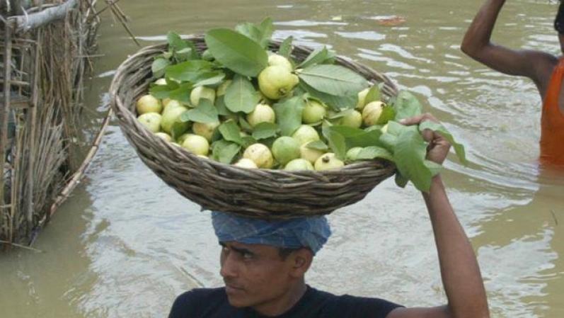 Las guayabas contienen una gran cantidad de fibra, vitamina A, C, antioxidantes y ácido fólico. Tiene hasta cuatro veces más vitamina C que una naranja. Esta en la lista de los "Super Alimentos".