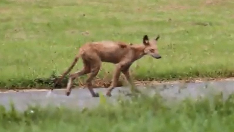Esta rara especie fue vista en East Brunswick, Nueva Jersey.
