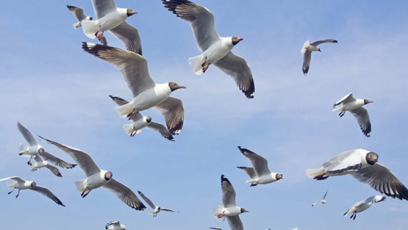 El folclore británico predice que los espíritus de los pescadores y marineros habitan en los cuerpos de las gaviotas blancas.