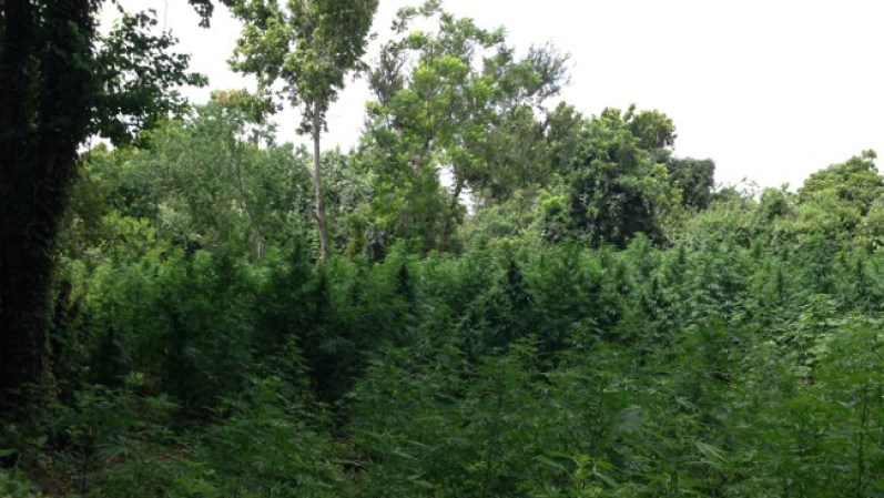 Entre tres y cinco acres de marihuana fueron descubiertos en un parque en el área de Sugarland.
