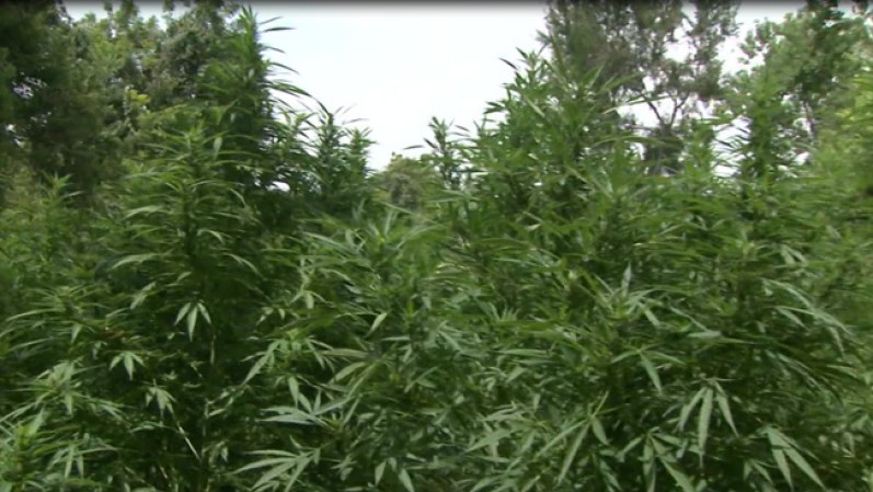 Las matas de marihuanas estaban perfectamente camulfadas entre la espesa vegetación del parque.
