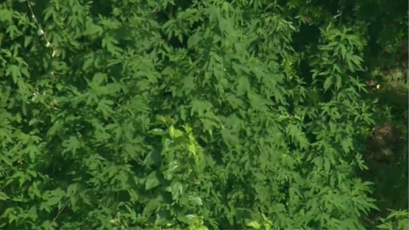 Según estimados de las autoridades, el cultivo de marihuana ocupaba entre tres y cinco acres de extensión.