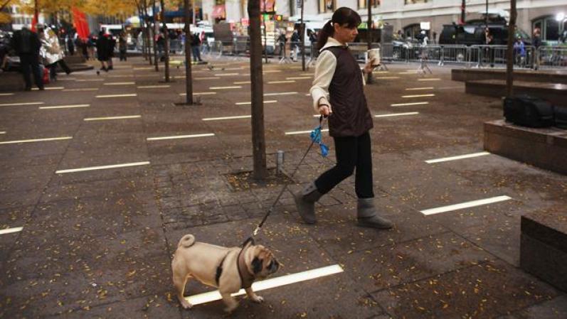 NEW YORK, NY - NOVEMBER 16: A woman walks a dog in a nearly empty Zuccotti Park a day after it was cleared of Occupy Wall Street protesters in an early morning police raid on November 16, 2011 in New York city. Hundreds of protesters, who rallied against economic inequality in America, have slept in tents and under tarps since Sept. 17 in Zuccotti Park. A New York judge ruled Tuesday that the protesters could return to Zuccotti Park but couldn�t set up tents or sleep in the park. Zuccotti Park became the epicenter of the global Occupy Wall Street movement. (Photo by Spencer Platt/Getty Images)