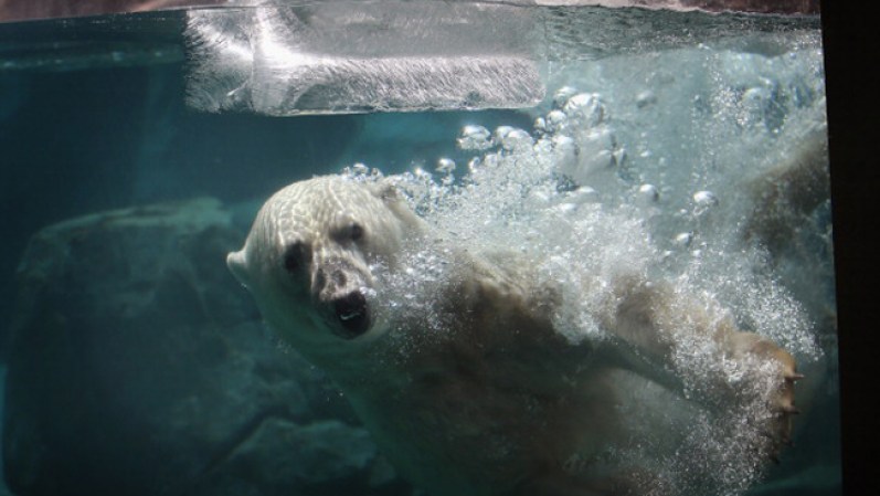 El personal del zoológico Brookfield ofrece a los animales alimentos congelados para combatir las altas temperaturas, que hoy alcanzan cerca de 90 grados. Hudson, uno de los osos polares en el zoológico, parece estar disfrutando de un baño frío y un bloque de hielo gigante.