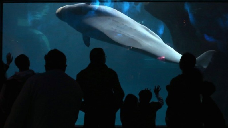 Shedd Aquarium fue durante muchas décadas el más grande del mundo gracias a sus 5,000,000 de galones de agua. Hoy en día ofrece la posibilidad de ver más de 25,000 especies de animales acuáticos.