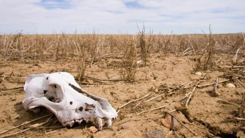 Hambrunas. Aparecen en numerosas partes del apocalipsis como un preludio del fin del mundo. En el Apocalipsis (6: 5-6) se hace referencia a que uno de los jinetes racionará los alimentos sobre la tierra, en alusión a las hambrunas que precederán el fin.