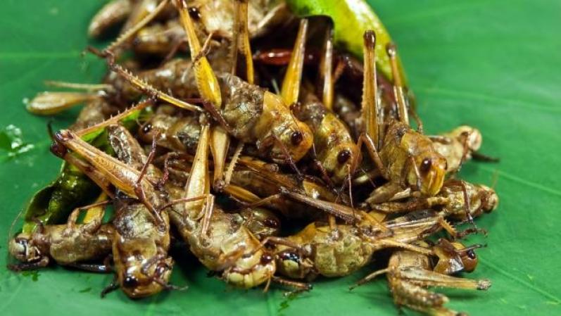 Chapulines fritos. Es un plato que se prepara en algunas regiones de México. Quienes los prueban dicen que el secreto está en no dejar suelta la imaginación y centrarse en el sabor.