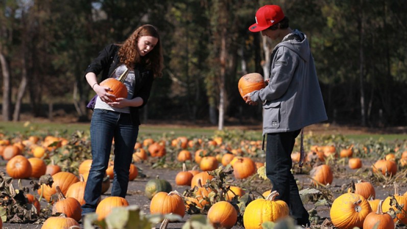 Una pareja busca calabazas en Petaluma, California. De acuerdo a un estudio de la National Retail Federation, los americanos gastarán cerca de 6,9 billones de dólares en disfraces, decoraciones y dulces para celebrar Halloween.
